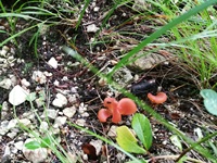 Rötlicher Gallerttrichterling4